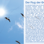 Der Flug Der Gänse