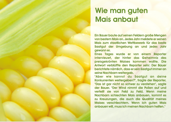 Wie Man Den Guten Mais Anbaut